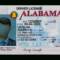 Alabama Driver License Template With Regard To Blank Drivers License Template
