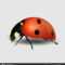 Blank Ladybug Template | Vector Close Up Realistic Ladybug Pertaining To Blank Ladybug Template