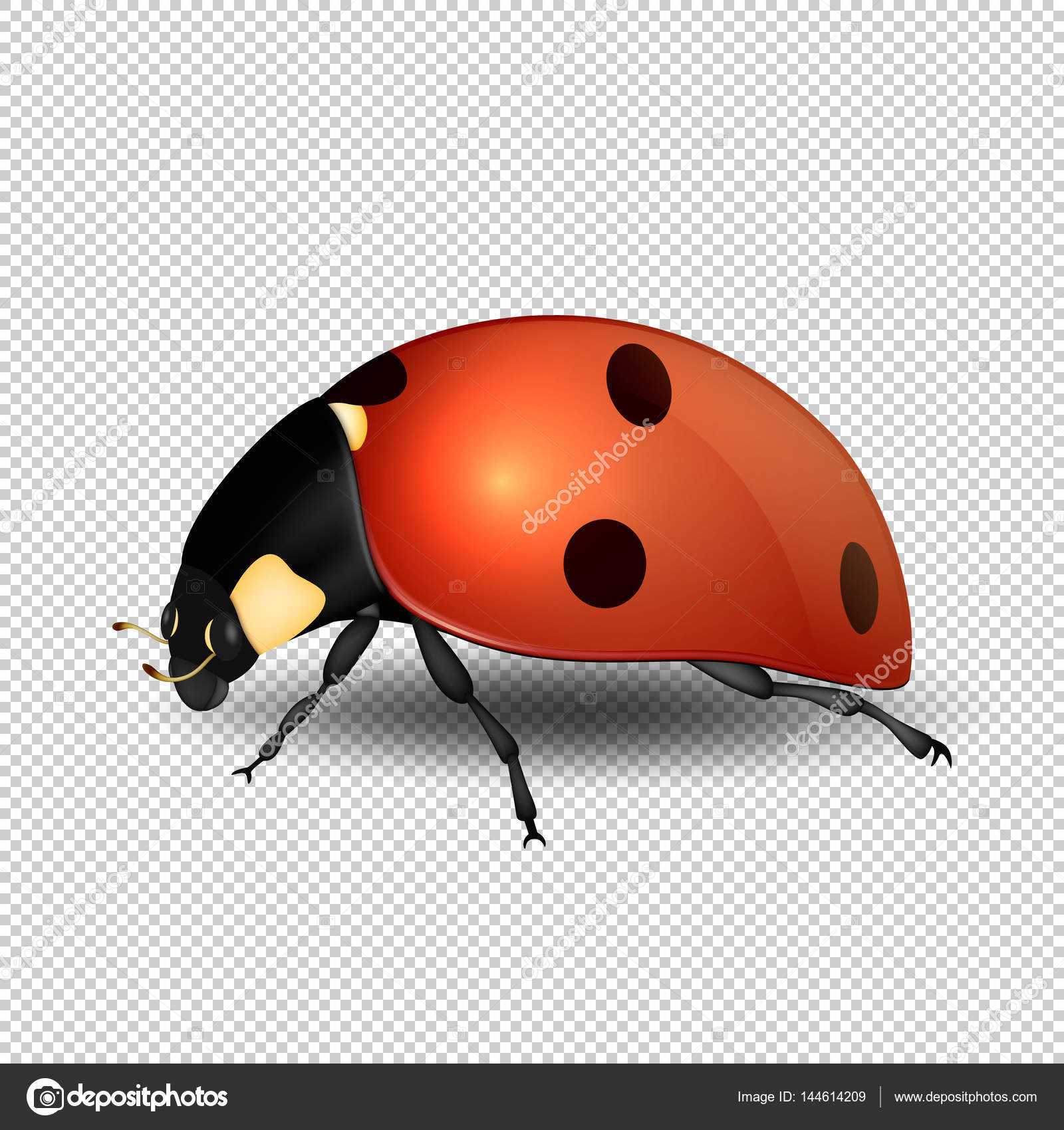 Blank Ladybug Template | Vector Close Up Realistic Ladybug Pertaining To Blank Ladybug Template
